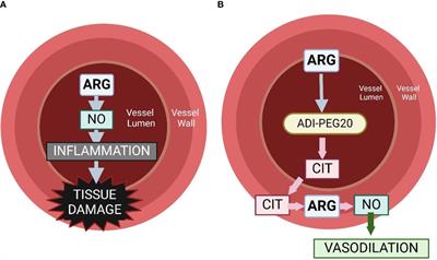 Citrulline and ADI-PEG20 reduce inflammation in a juvenile porcine model of acute endotoxemia